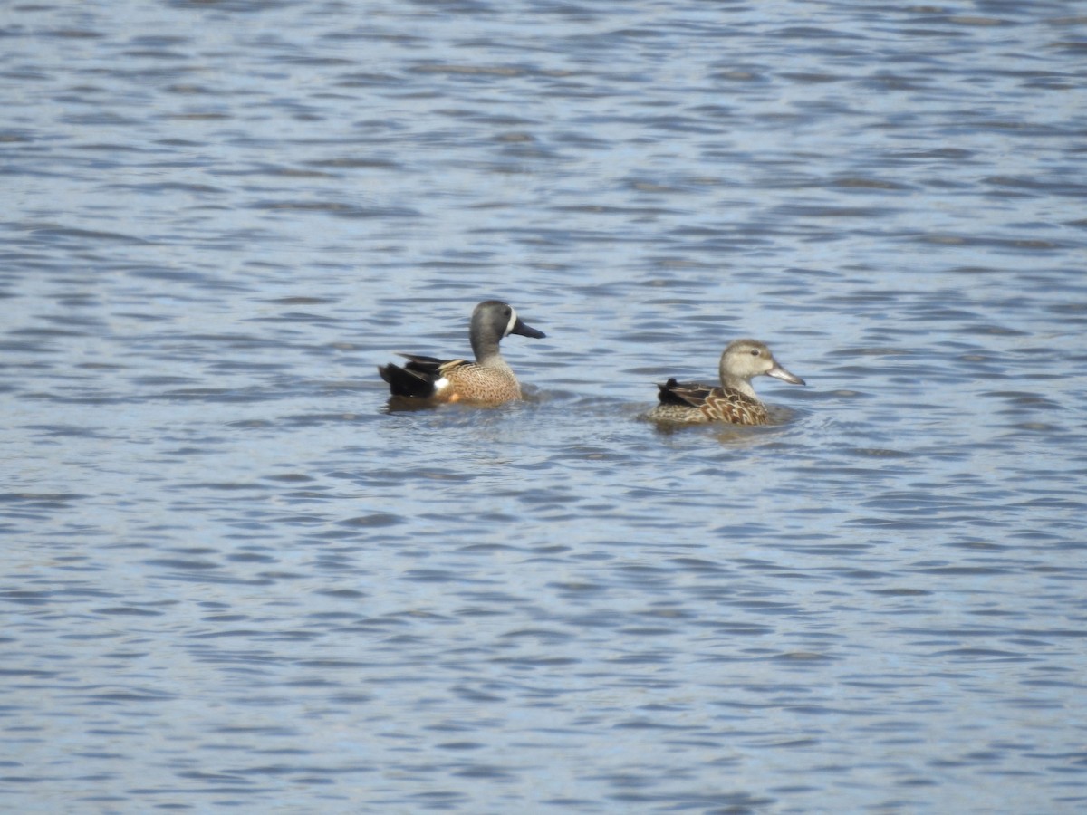 Blue-winged Teal - Edith Payette