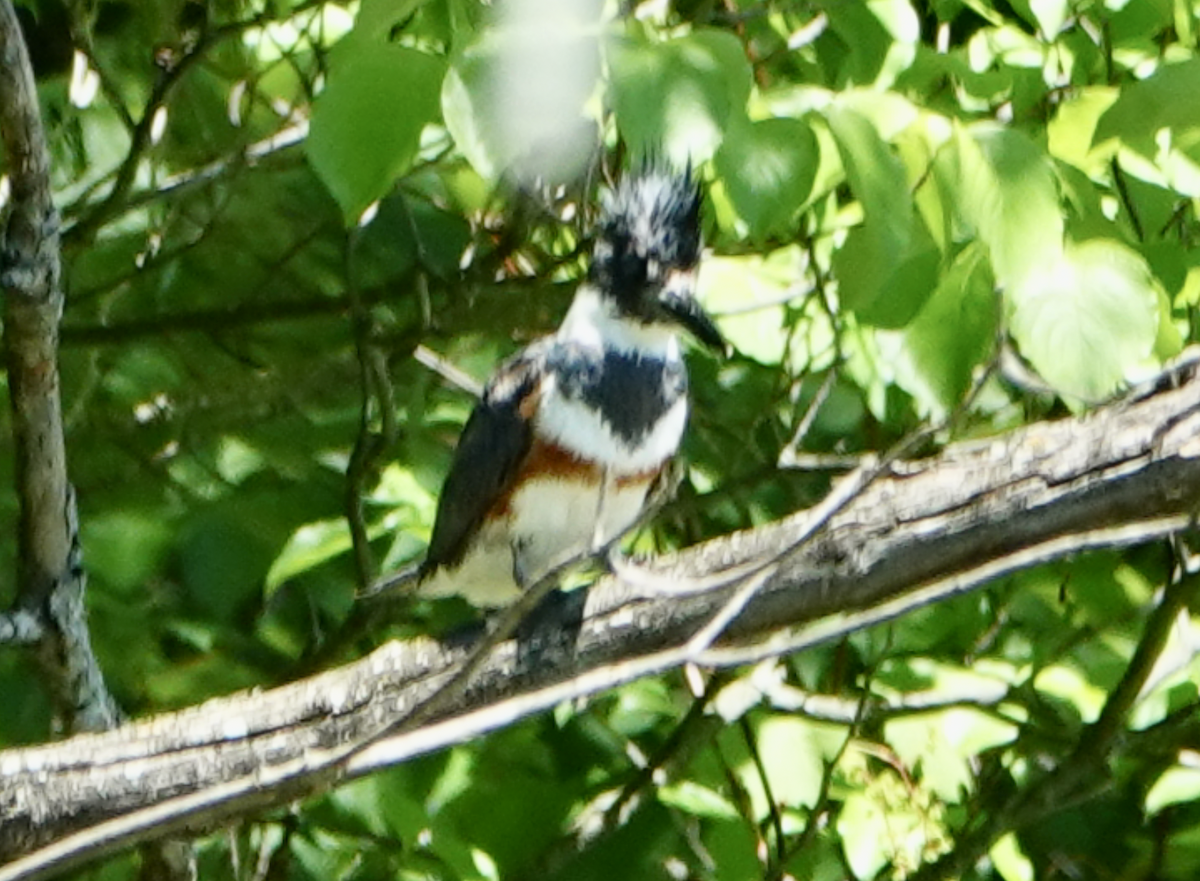 Belted Kingfisher - ML619595277