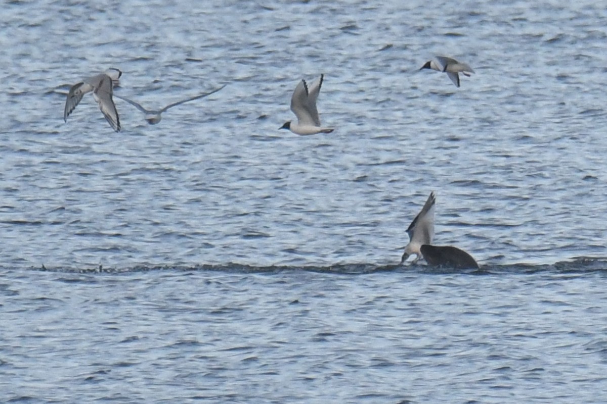 Sabine's Gull - ML619595289