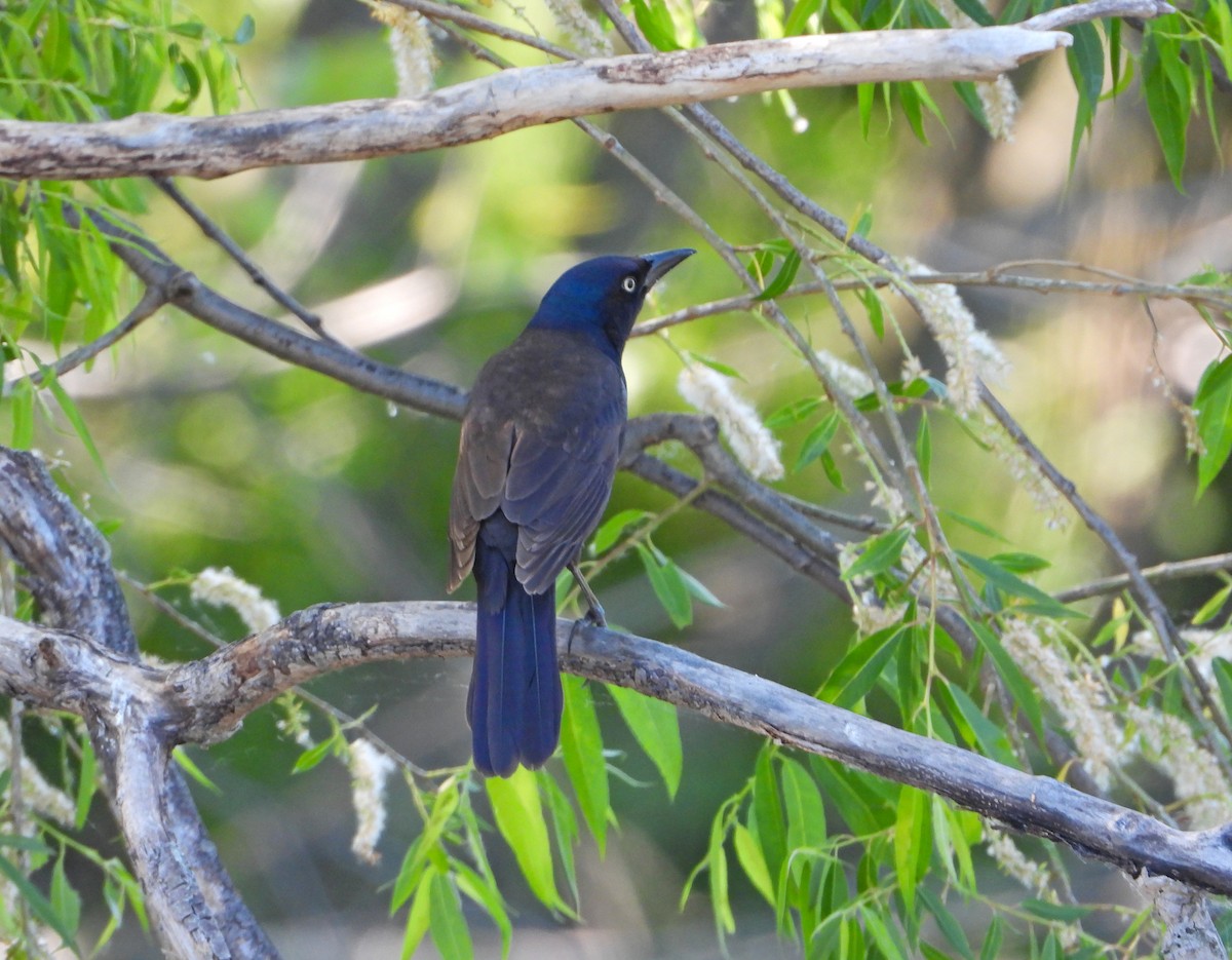 Common Grackle - Martin Berg