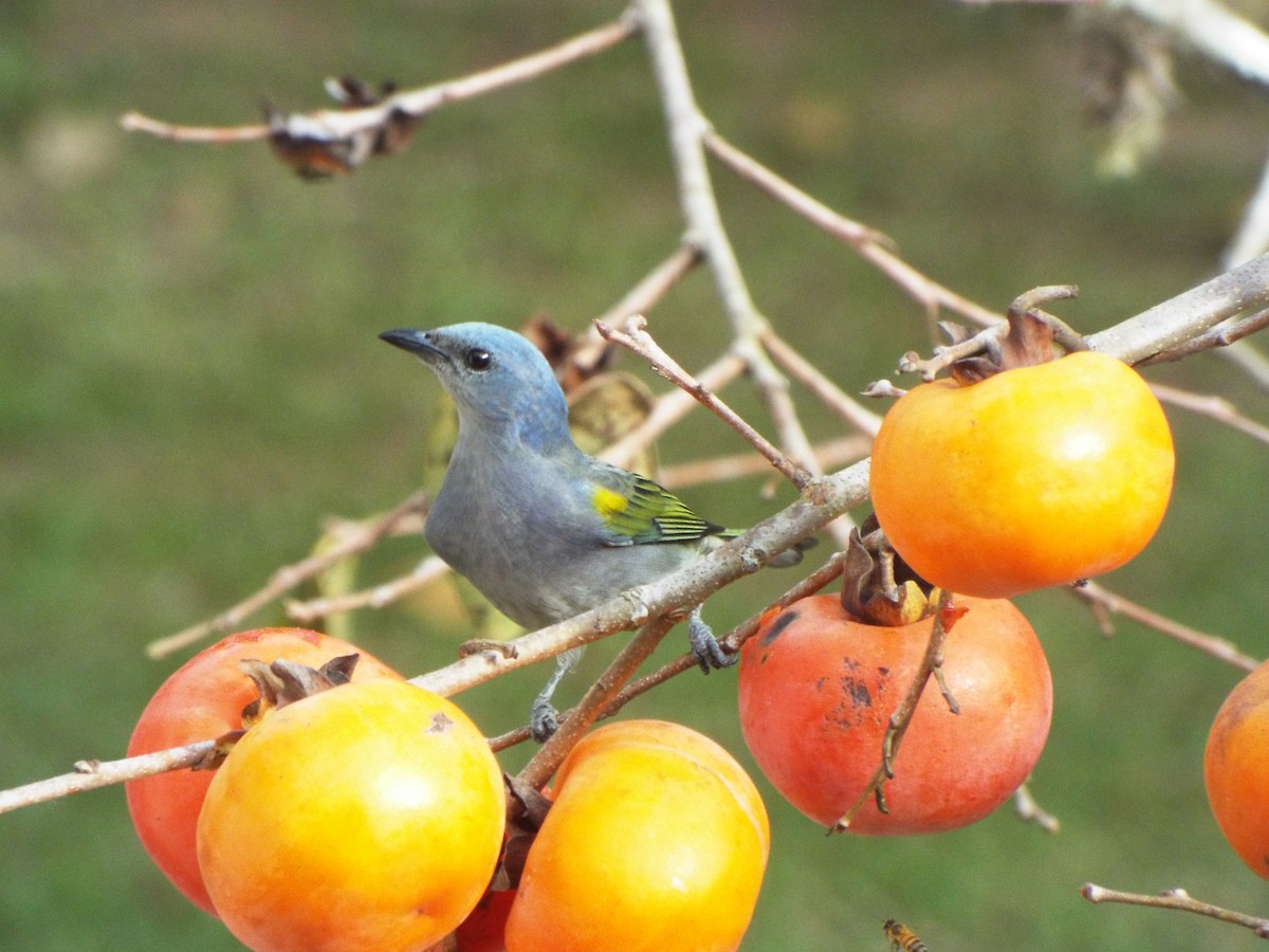 Golden-chevroned Tanager - ML619595292