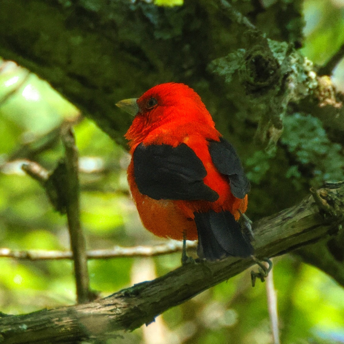 Scarlet Tanager - Me XMan