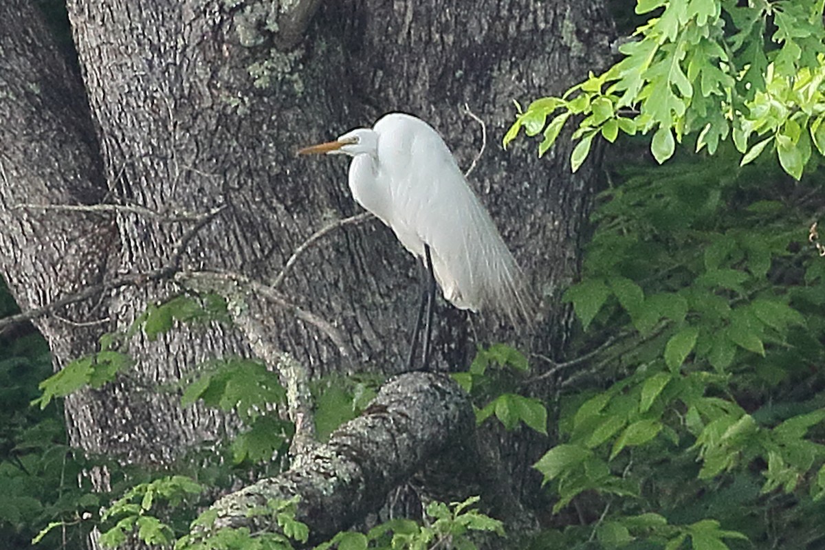 Great Egret - Kathi Hoffman