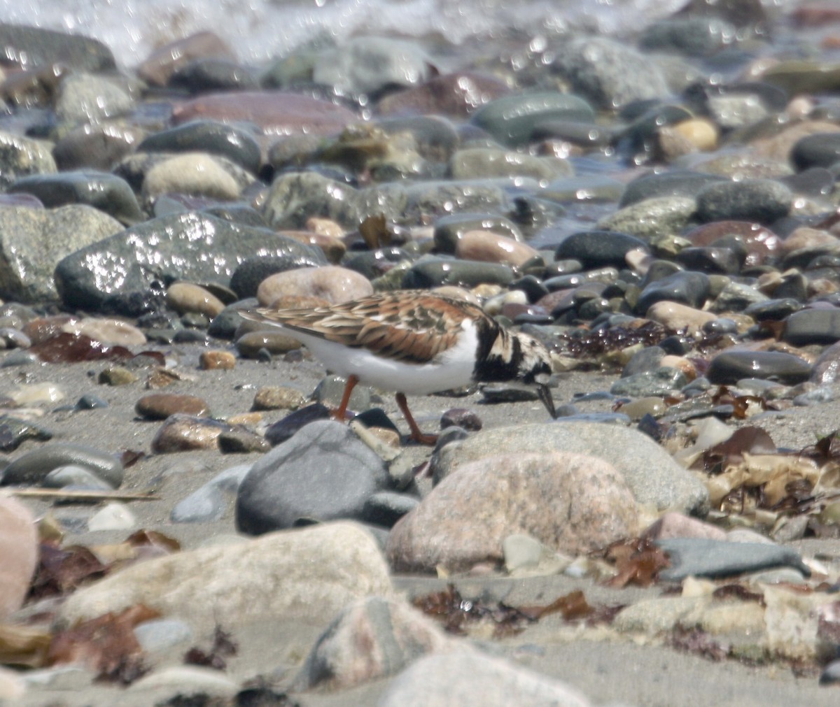 Ruddy Turnstone - Tim E.