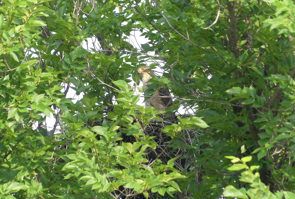 Cooper's Hawk - Chris Davis