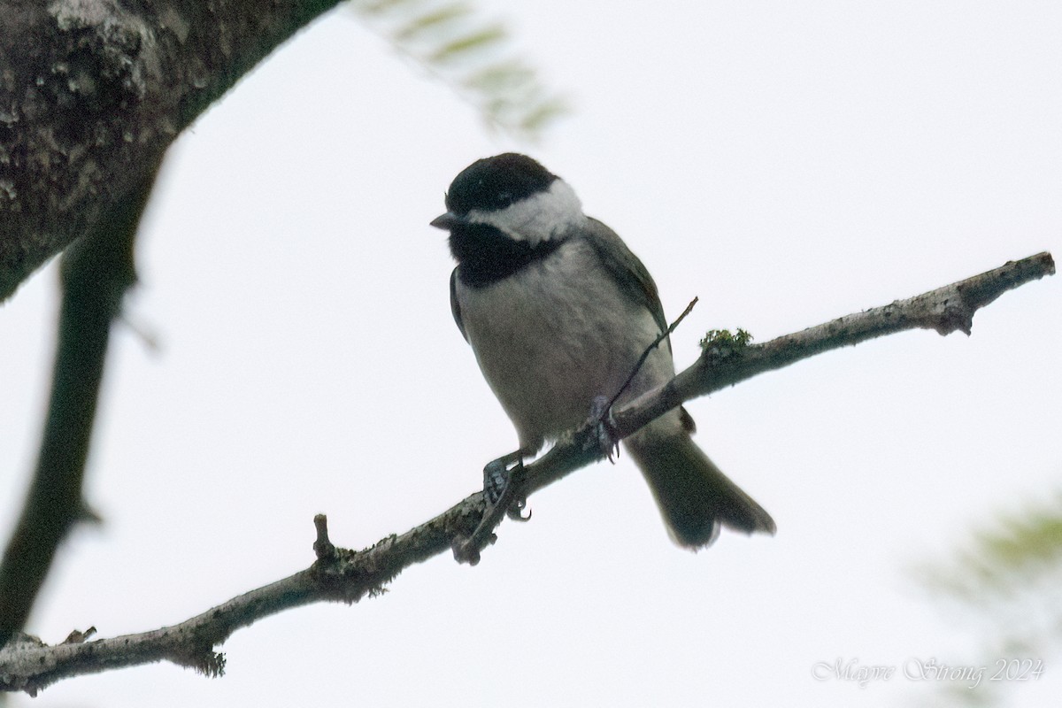 Carolina Chickadee - Mayve Strong