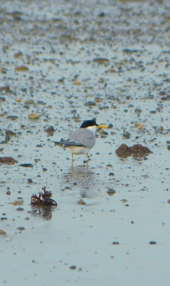 Least Tern - Tim E.