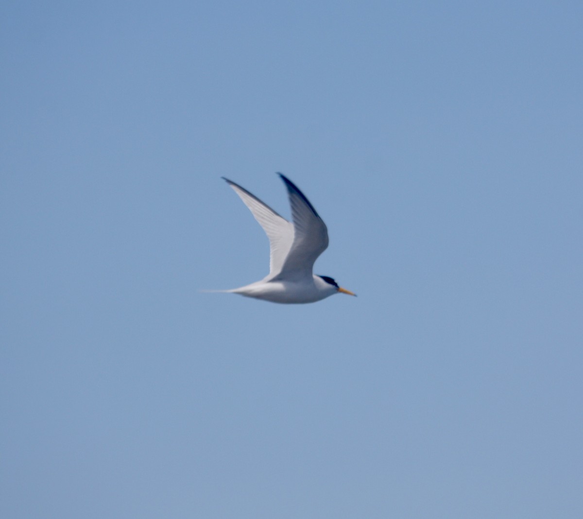 Least Tern - Tim E.