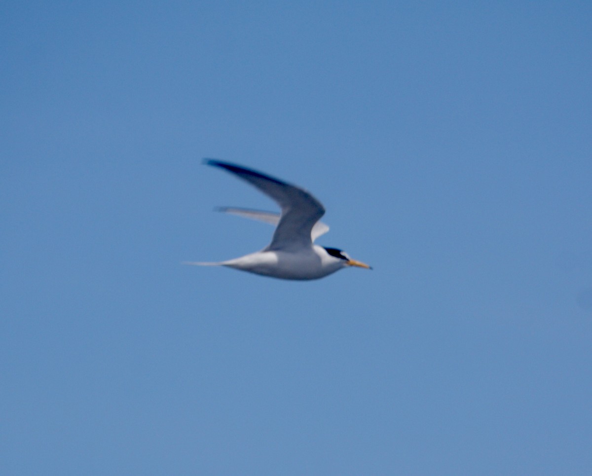 Least Tern - Tim E.