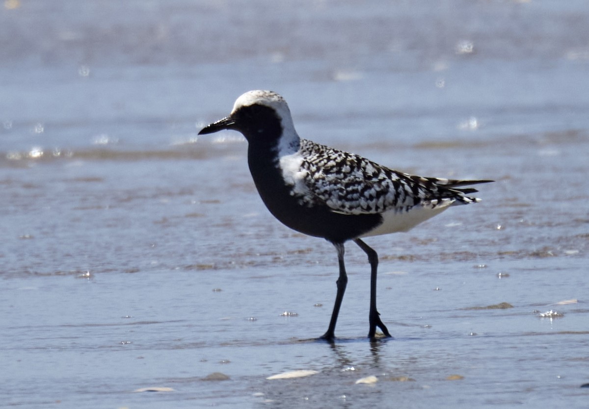 Black-bellied Plover - terry VP