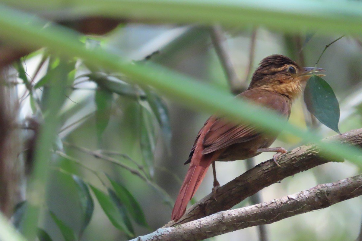 Fawn-throated Foliage-gleaner - David Brinkman