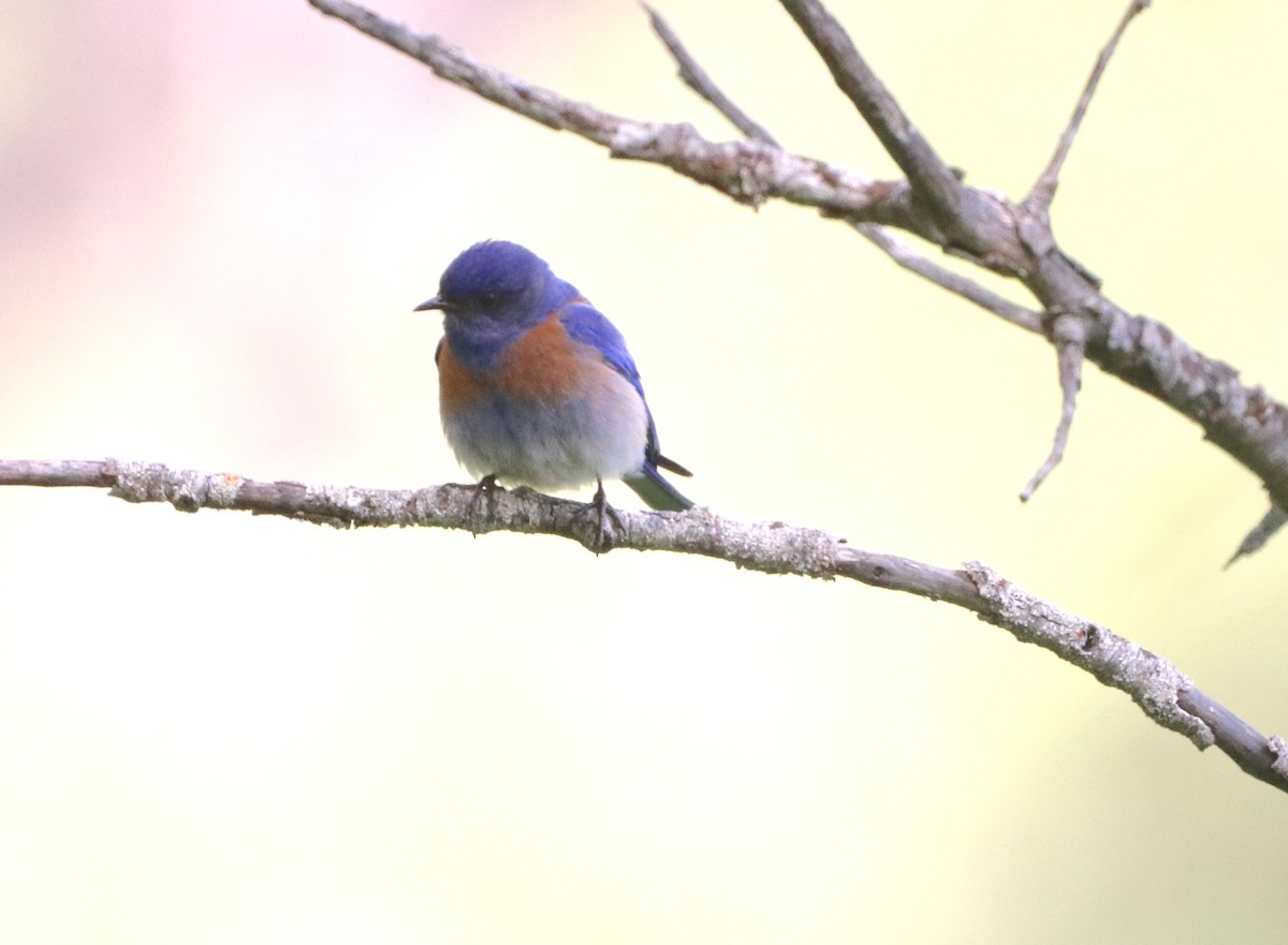 Western Bluebird - Gary Rains