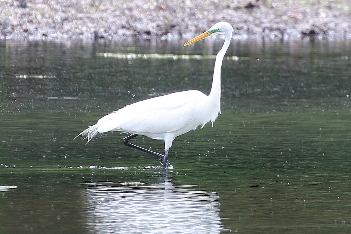 Great Egret - Kathi Hoffman