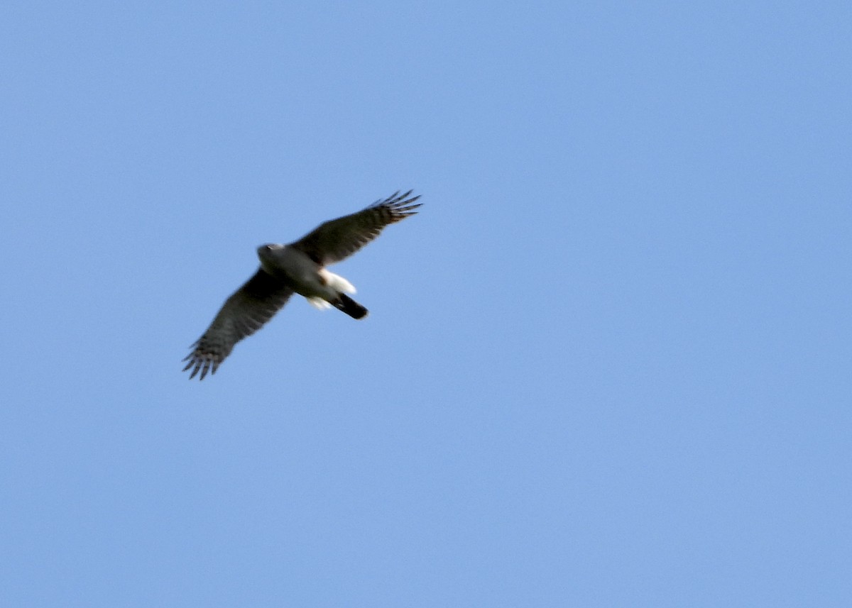 Cooper's Hawk - Monica Rose