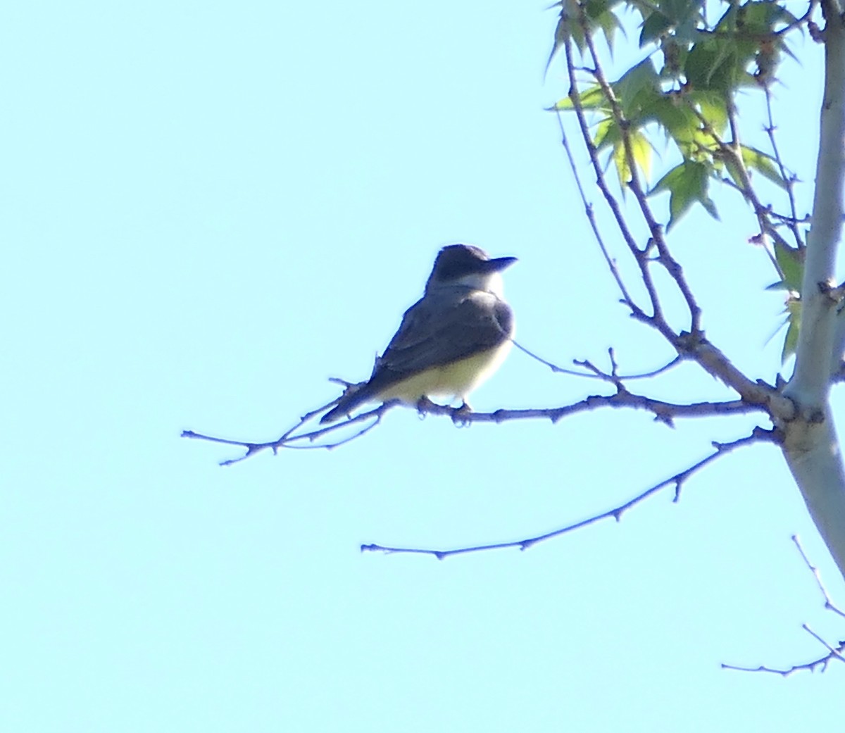 Thick-billed Kingbird - ML619595354