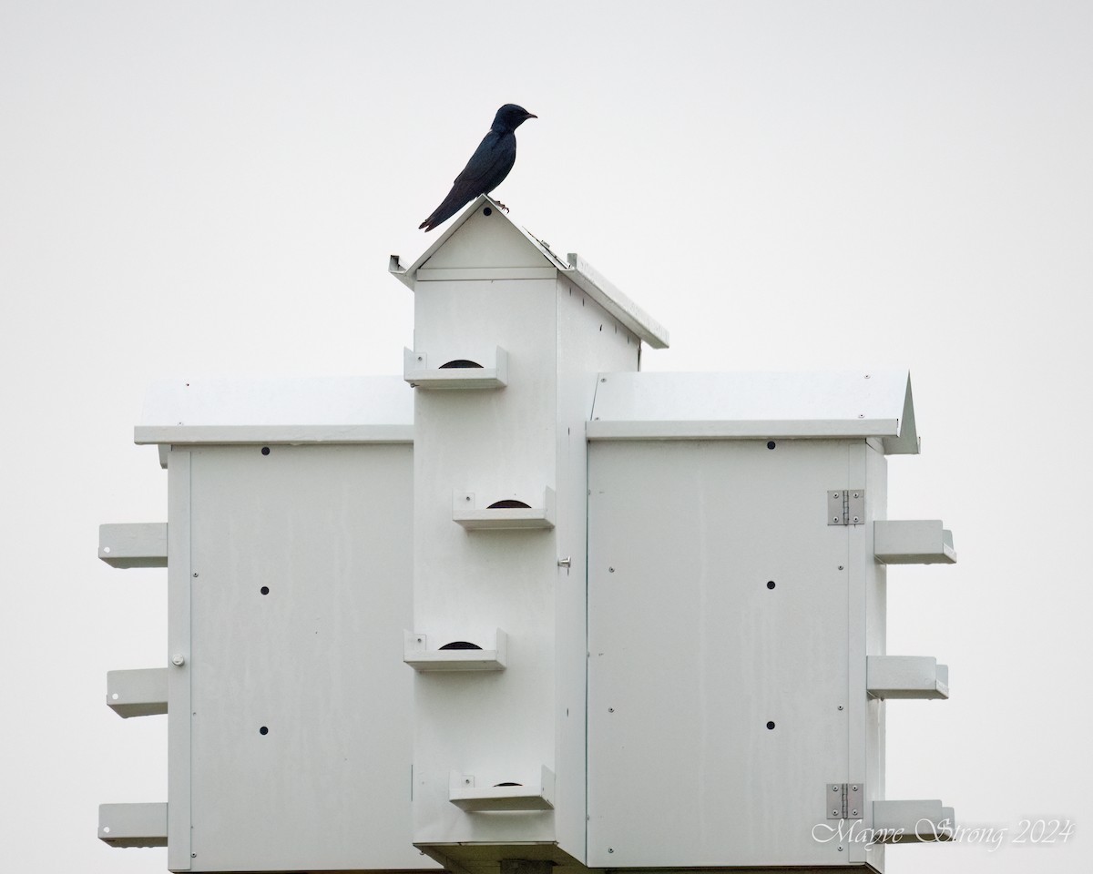 Purple Martin - Mayve Strong