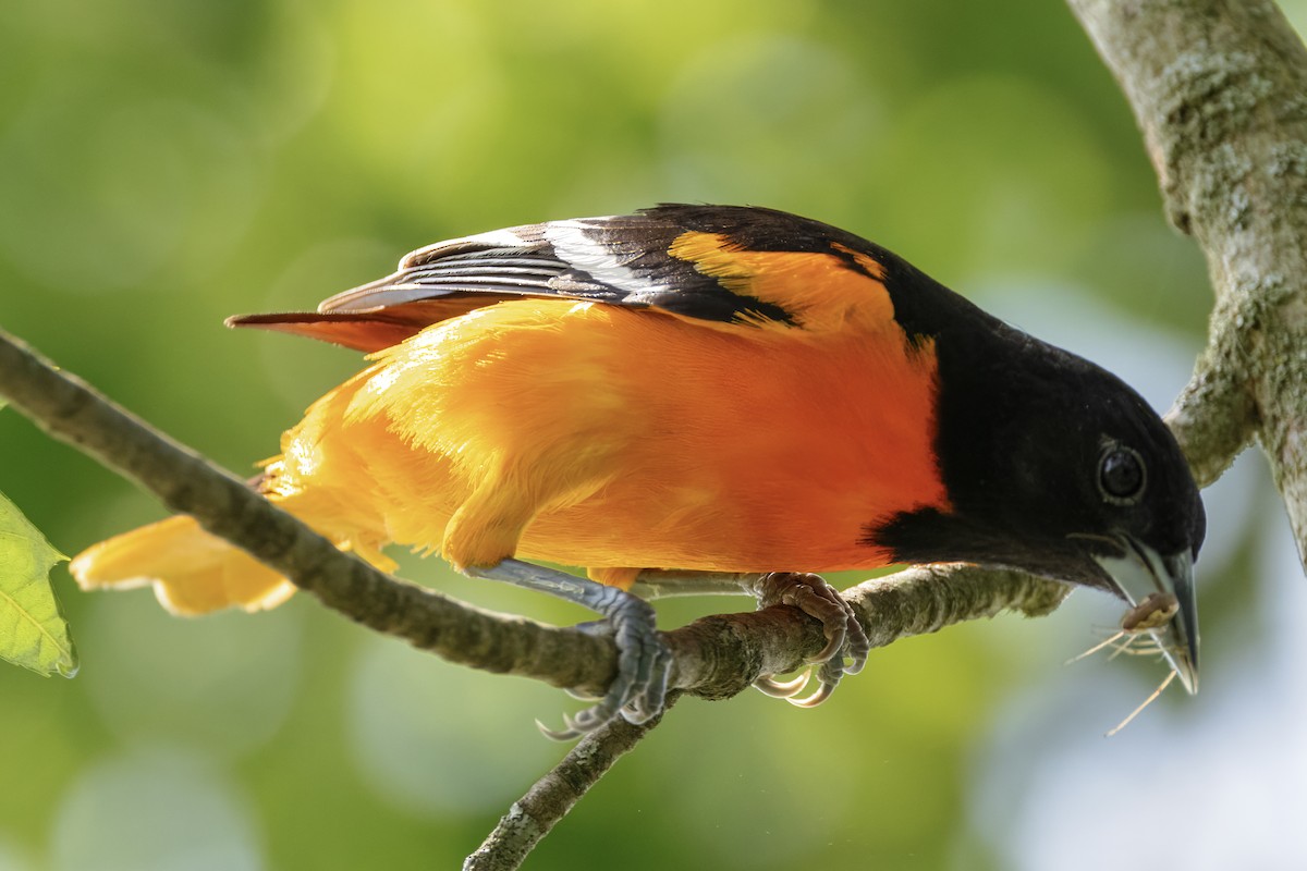 Baltimore Oriole - Scott Young