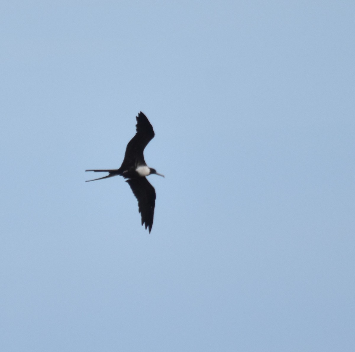 Magnificent Frigatebird - Bill Tweit