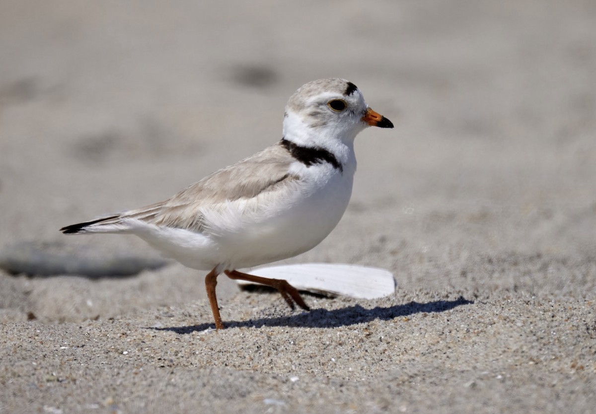 Piping Plover - terry VP