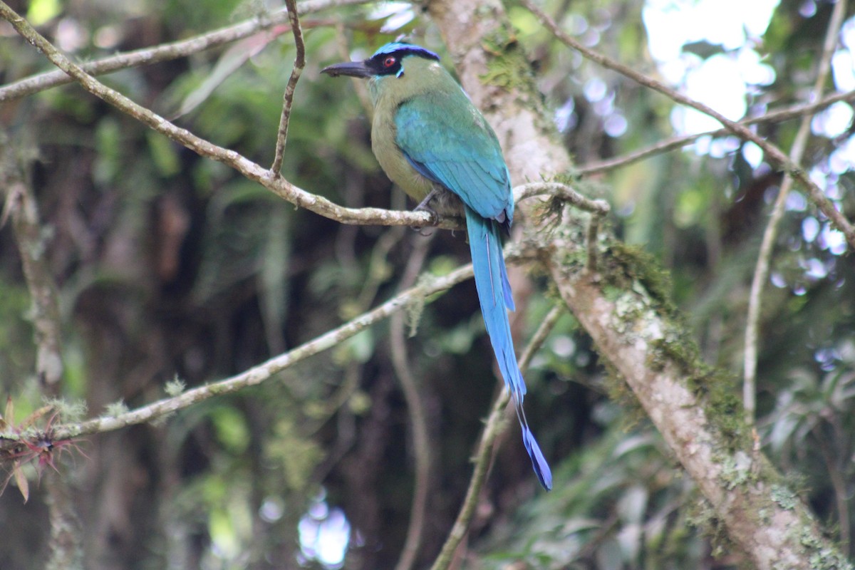 Andean Motmot - Juan Rafael Gomez Arbelaez