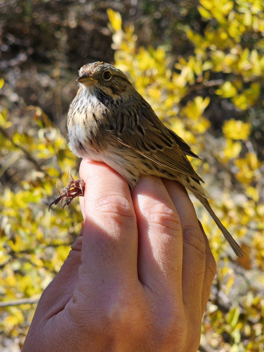 Lincoln's Sparrow - Nancy Cox