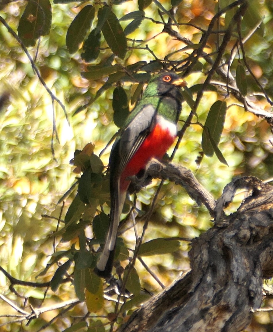 Elegant Trogon - Melanie Barnett