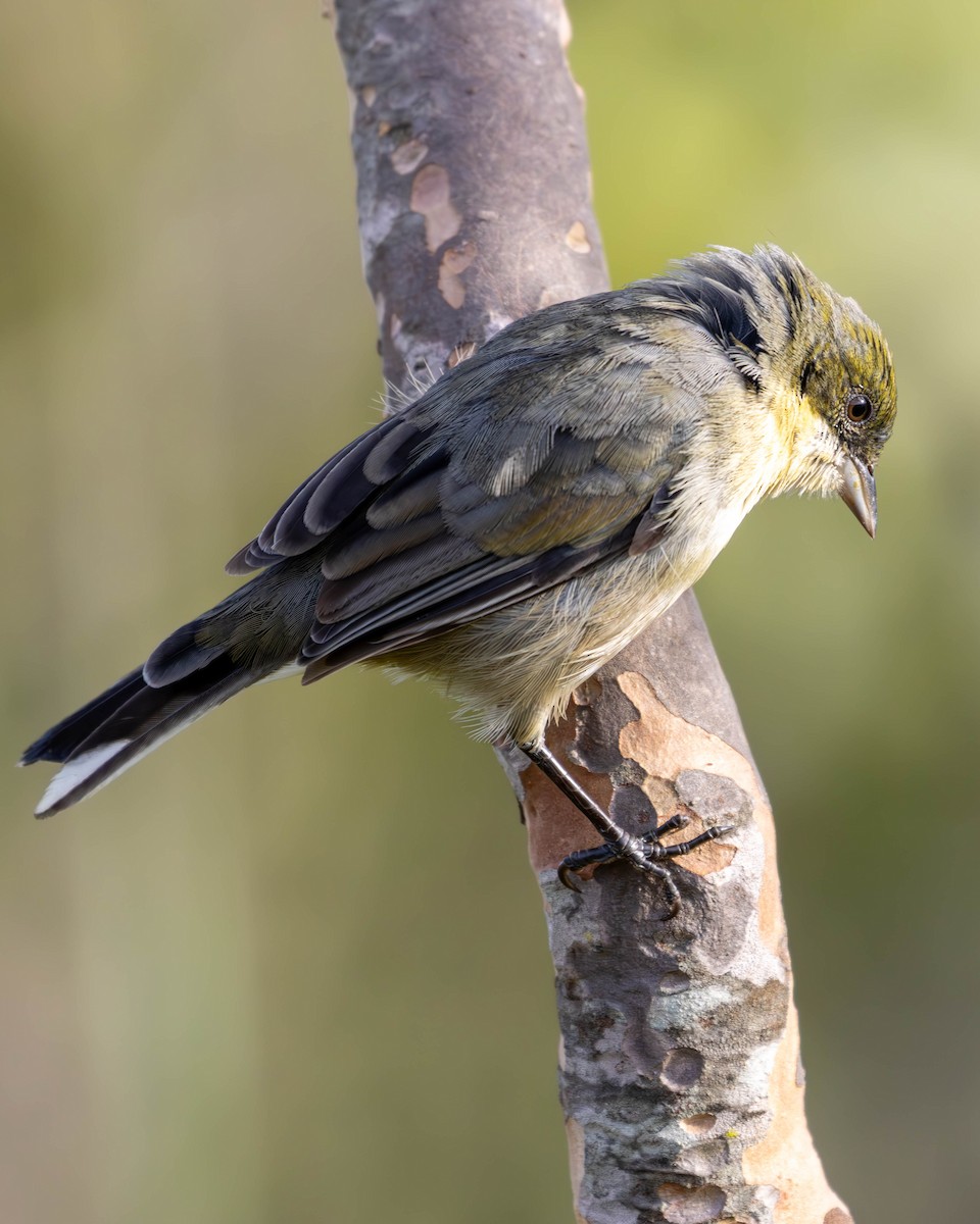 Cinereous Warbling Finch - Katia Oliveira