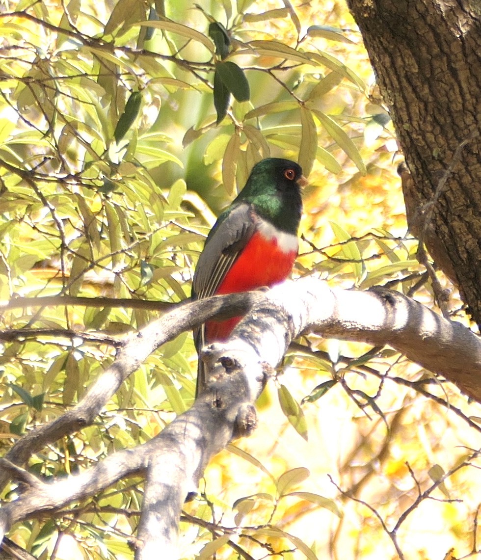 Elegant Trogon - Melanie Barnett