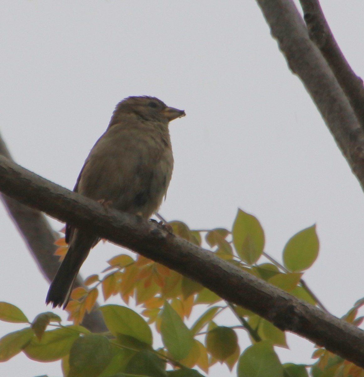 Moineau domestique - ML619595376