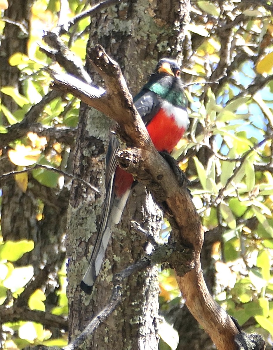 Elegant Trogon - Melanie Barnett