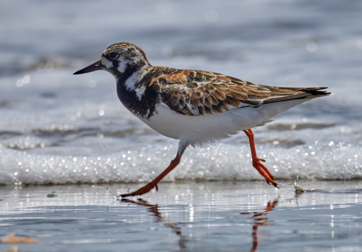 Ruddy Turnstone - terry VP