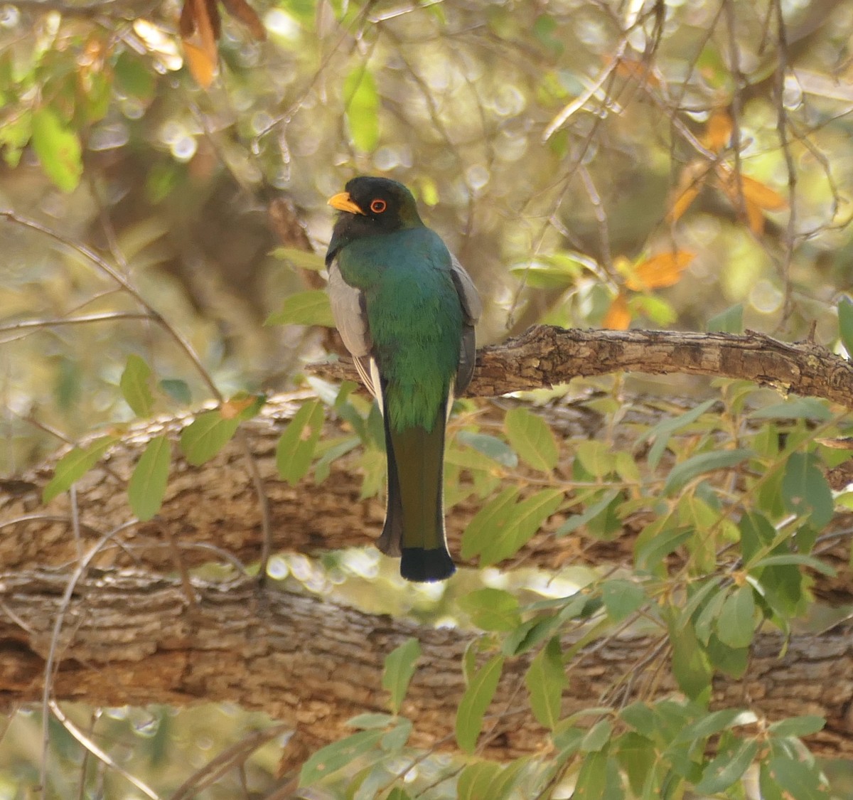 Elegant Trogon - Melanie Barnett