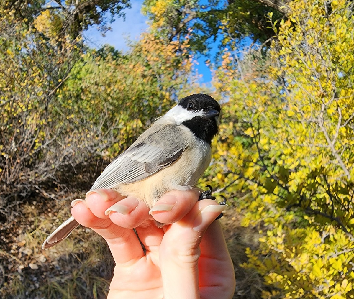 Black-capped Chickadee - Nancy Cox