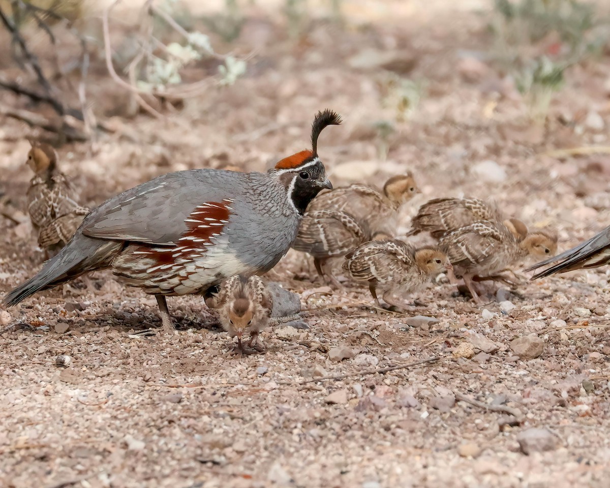 Gambel's Quail - Sue Smith