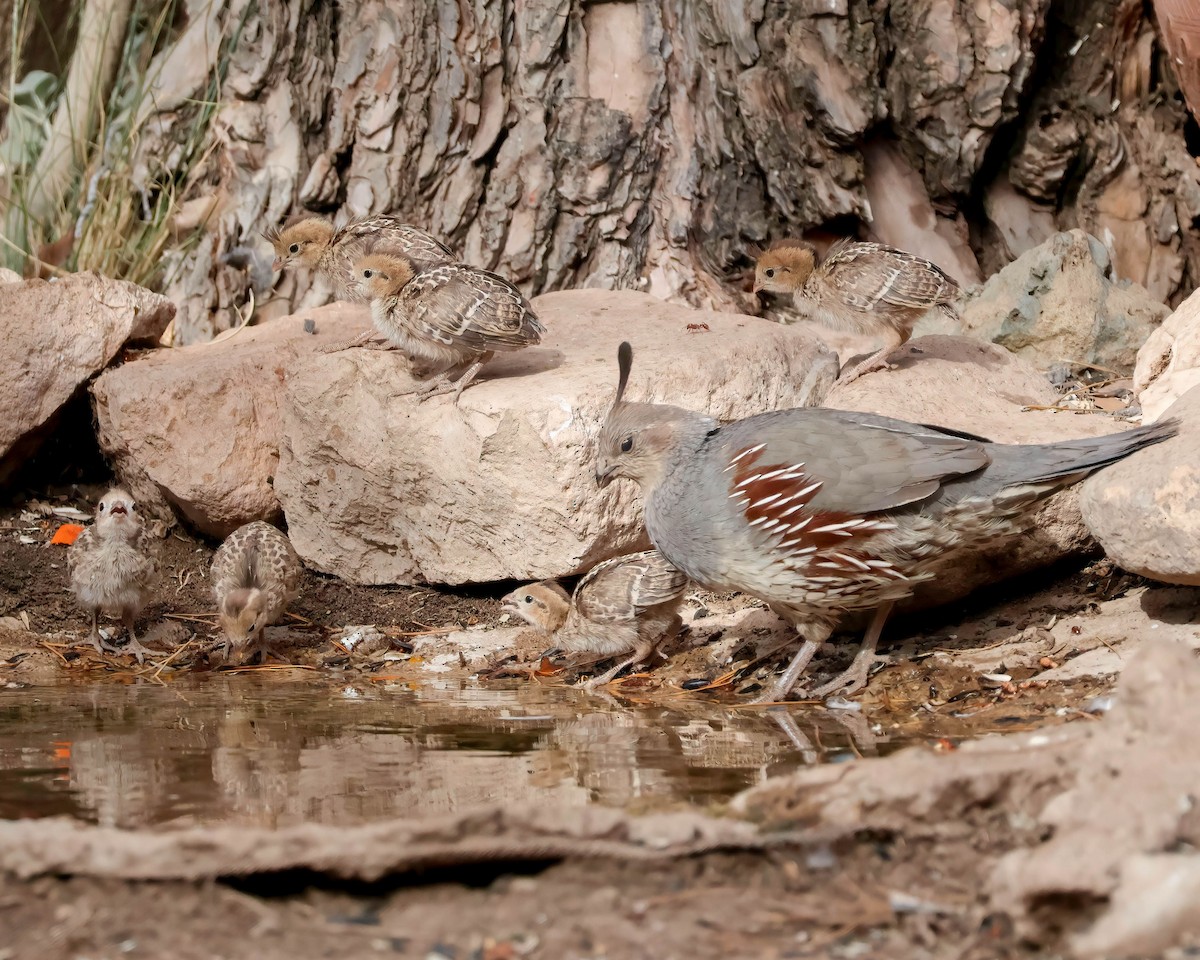 Gambel's Quail - Sue Smith