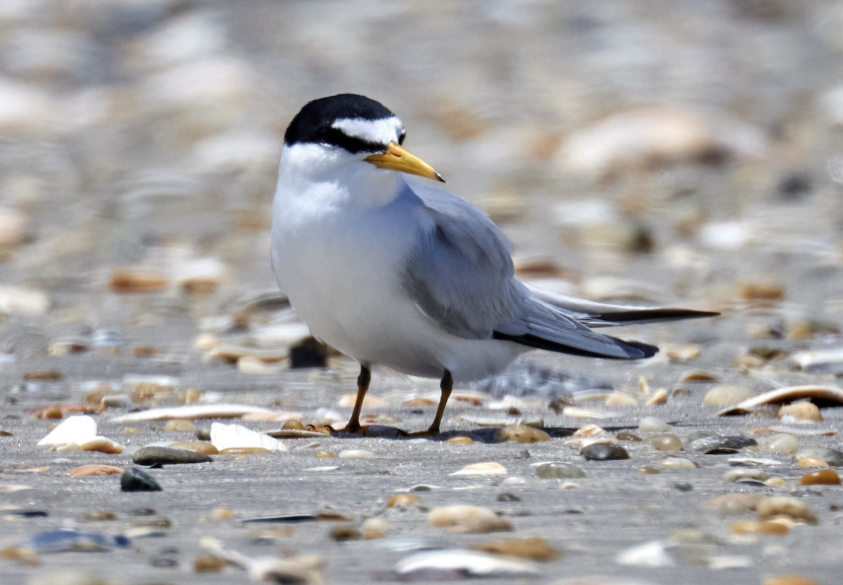 Least Tern - ML619595411