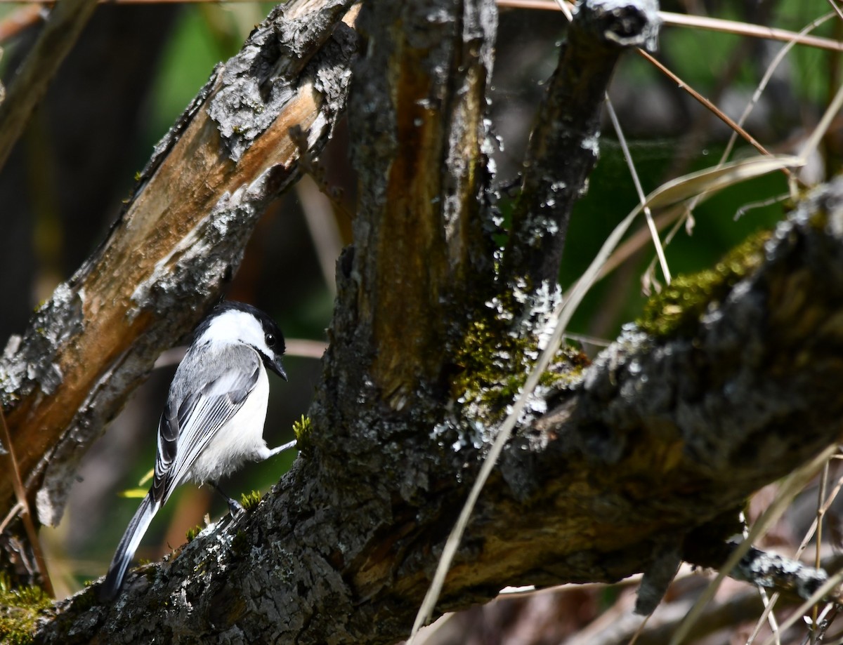 Black-capped Chickadee - Monique Maynard