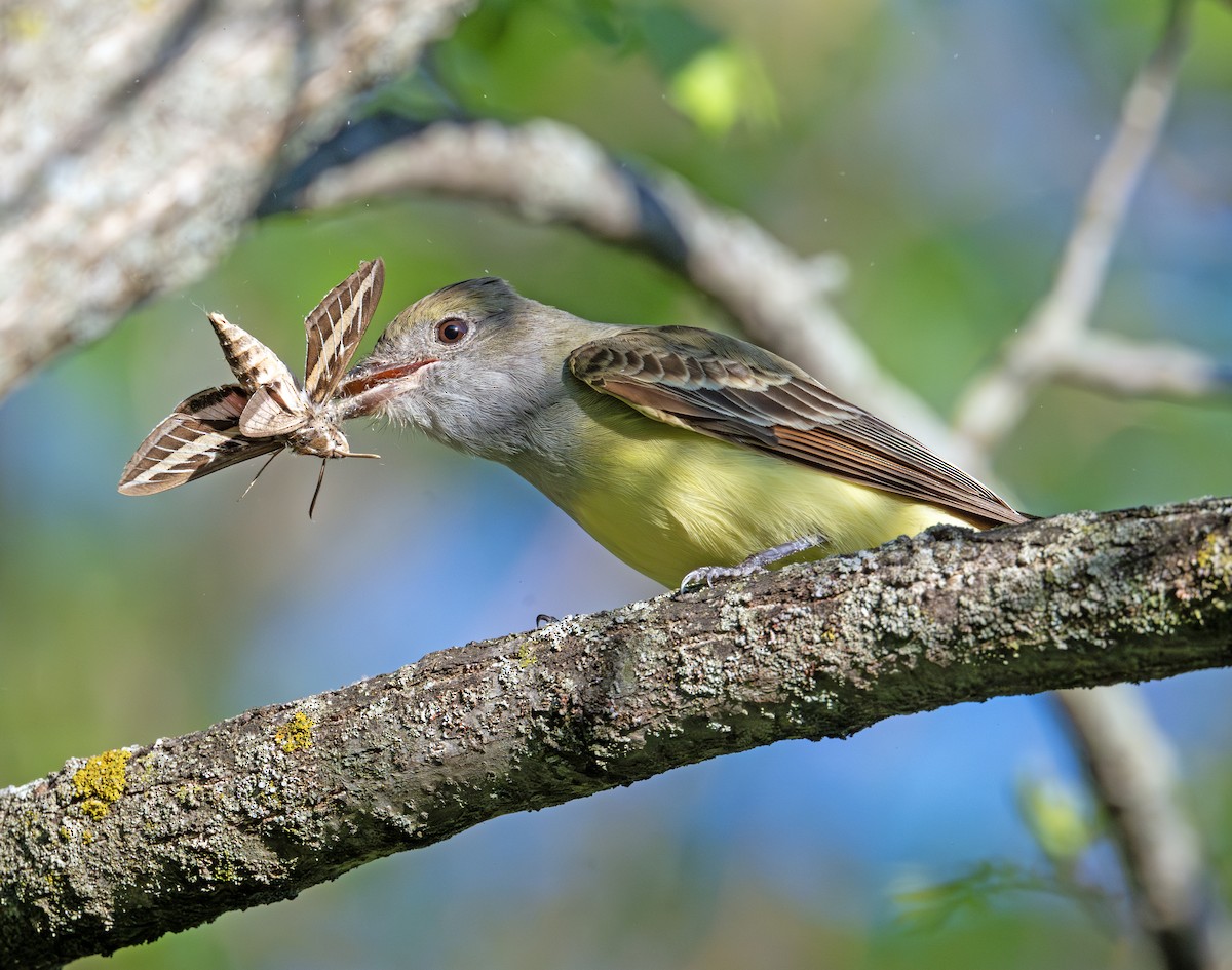 Great Crested Flycatcher - ML619595419