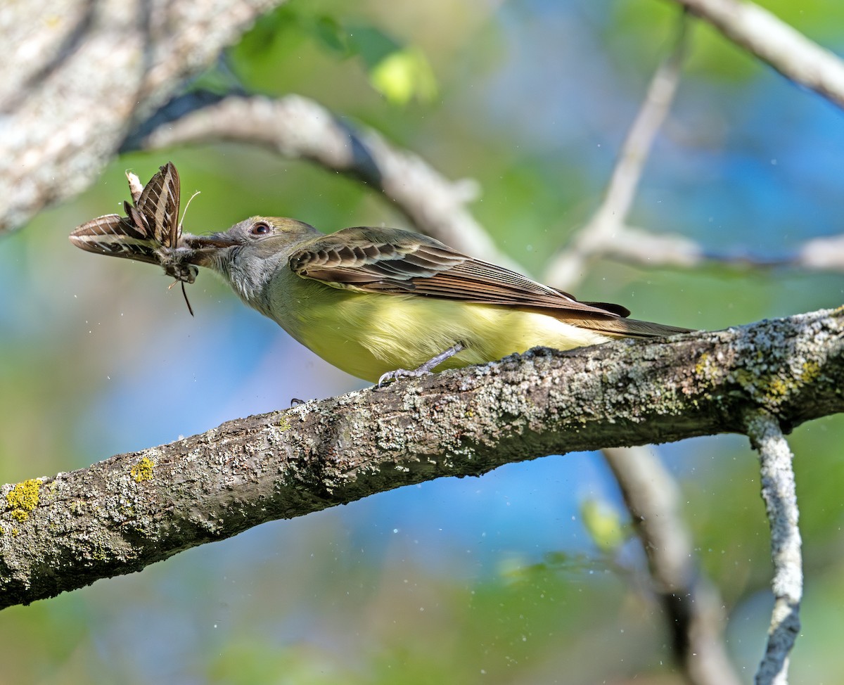 Great Crested Flycatcher - ML619595422