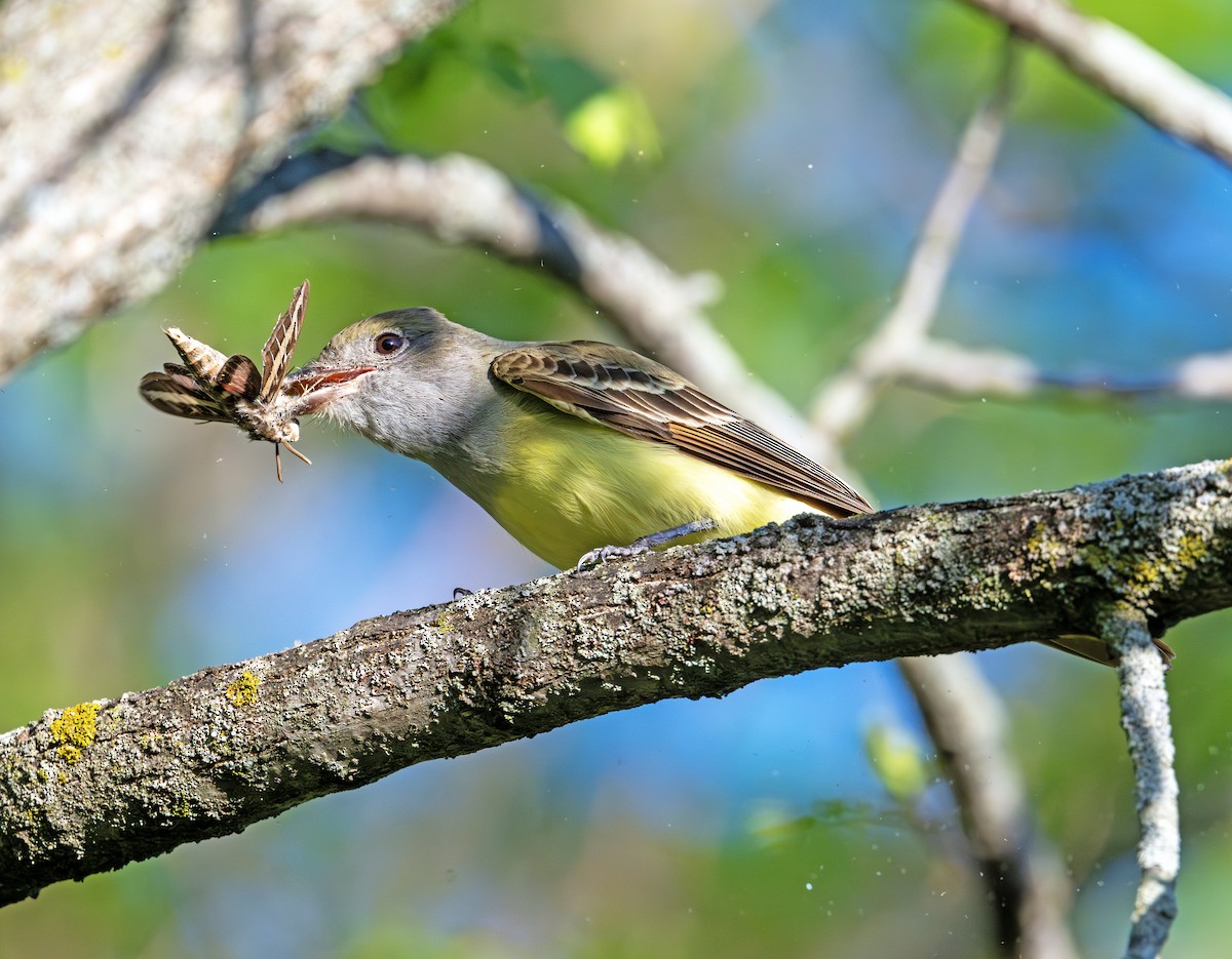 Great Crested Flycatcher - ML619595423