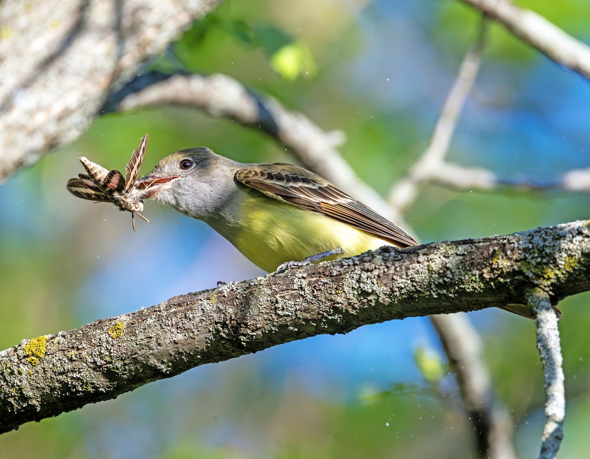 Great Crested Flycatcher - Greg Courtney