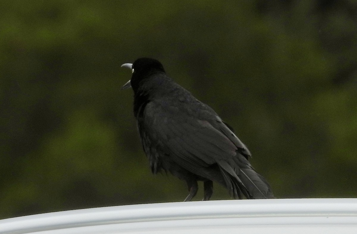 Great-tailed Grackle - ML619595425