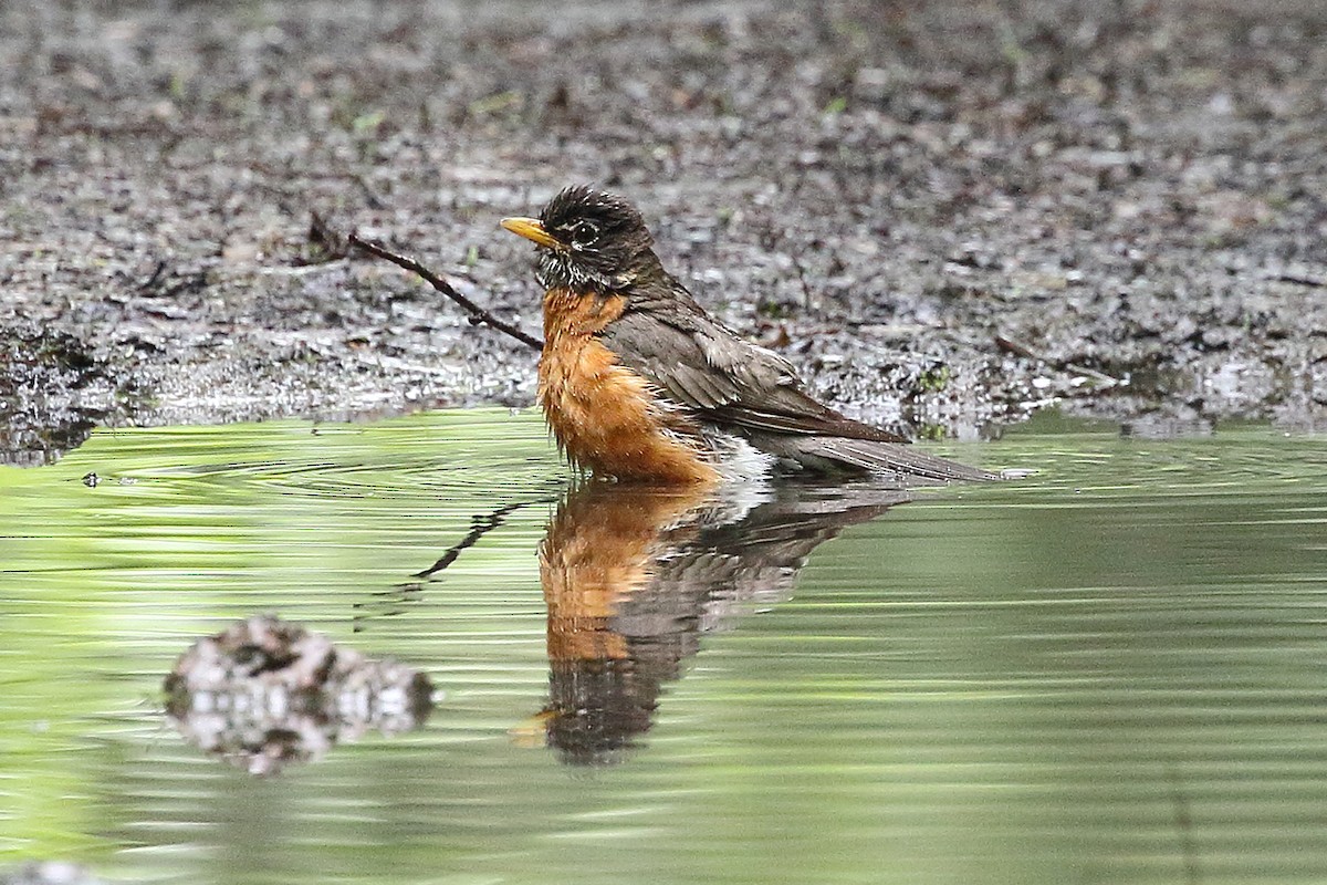 American Robin - Kathi Hoffman