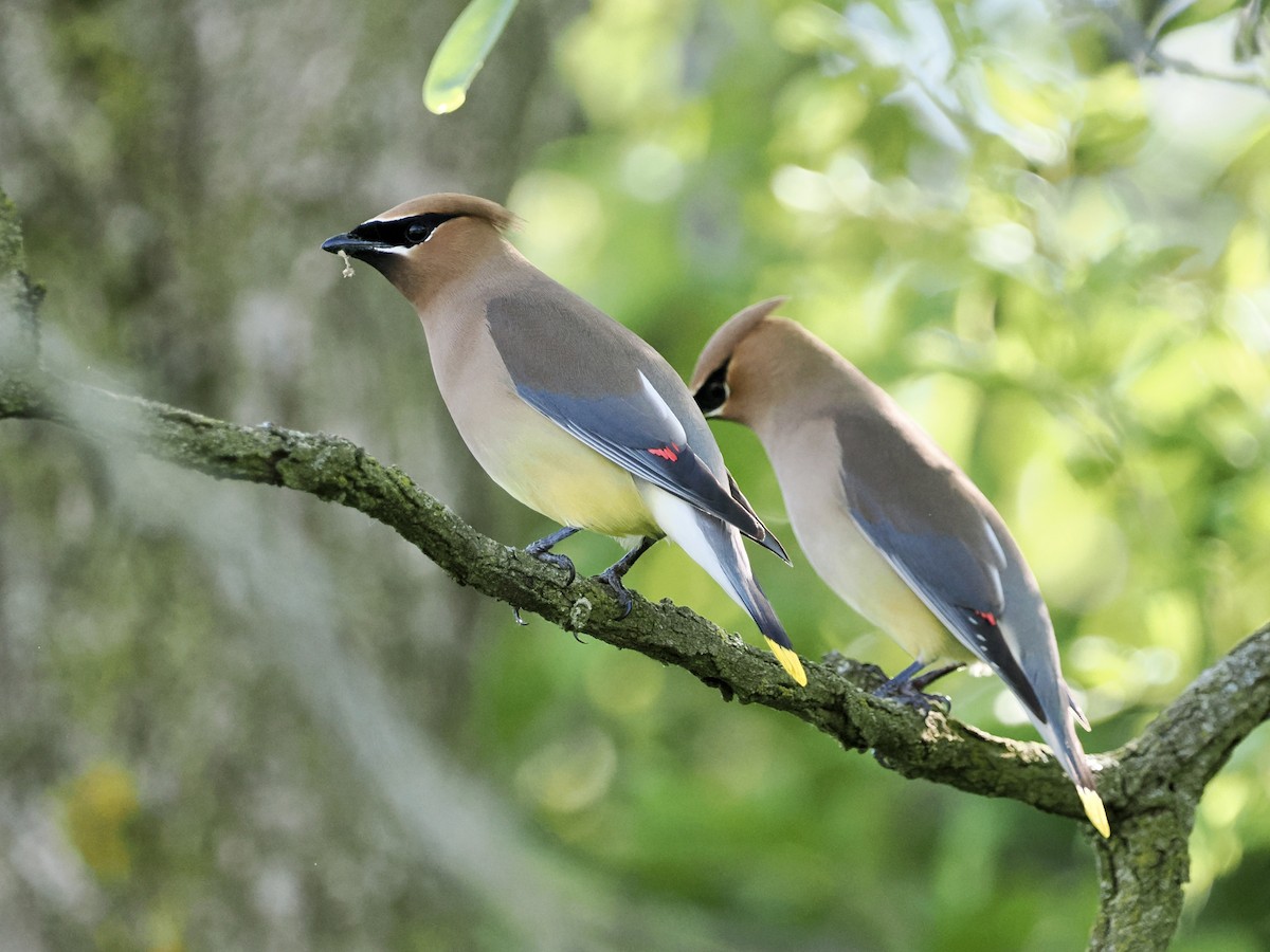 Cedar Waxwing - Daniel Sgro