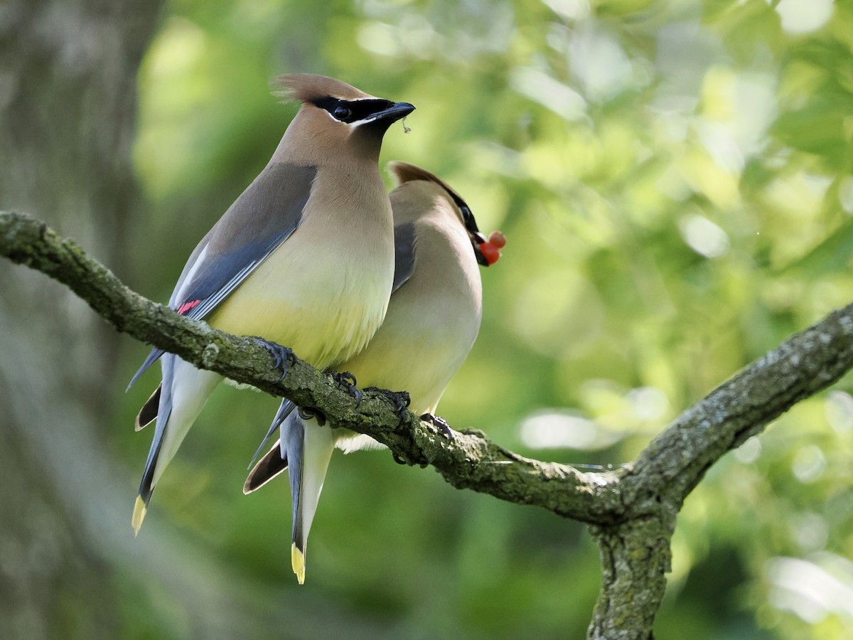 Cedar Waxwing - Daniel Sgro