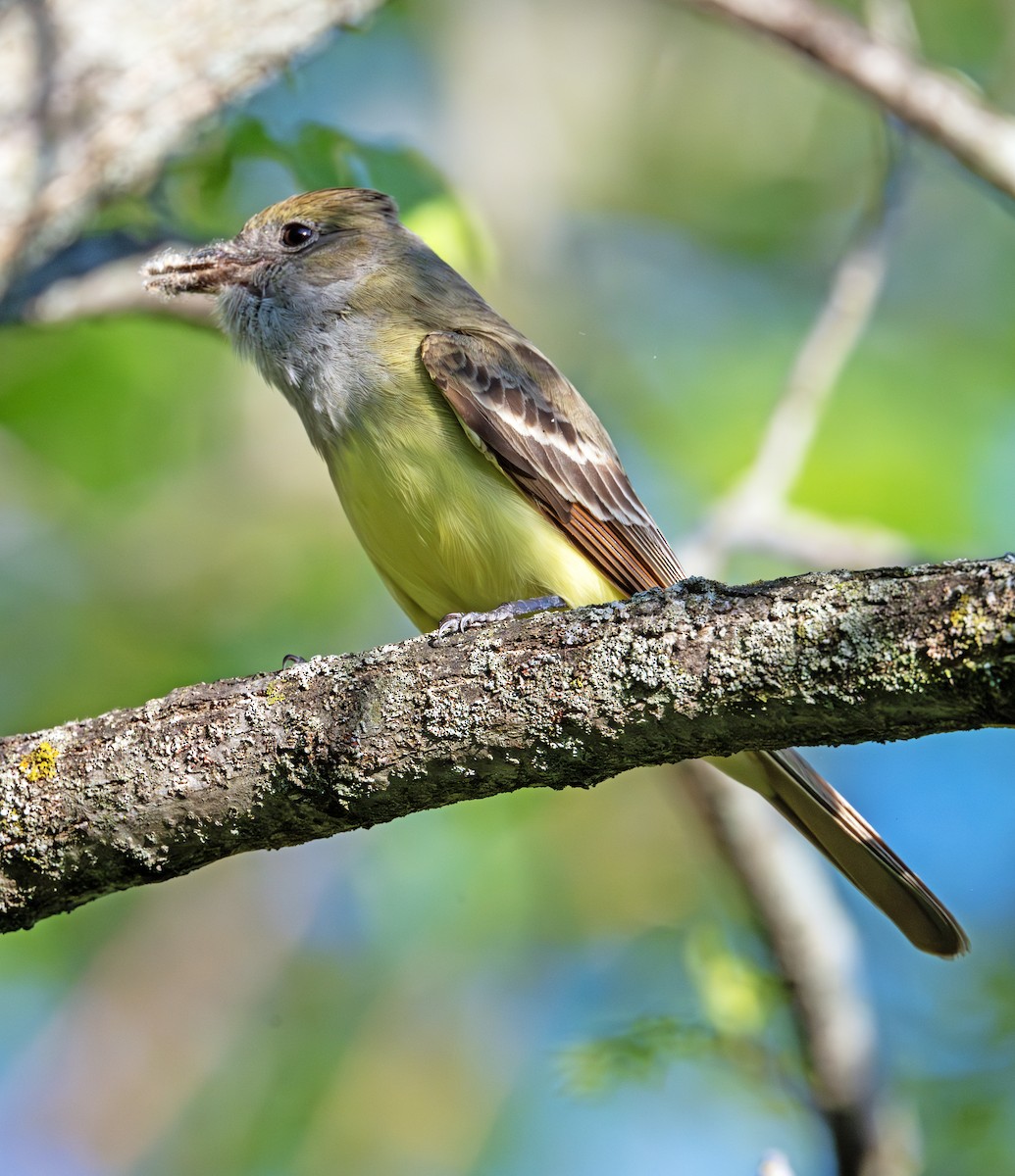 Great Crested Flycatcher - ML619595435