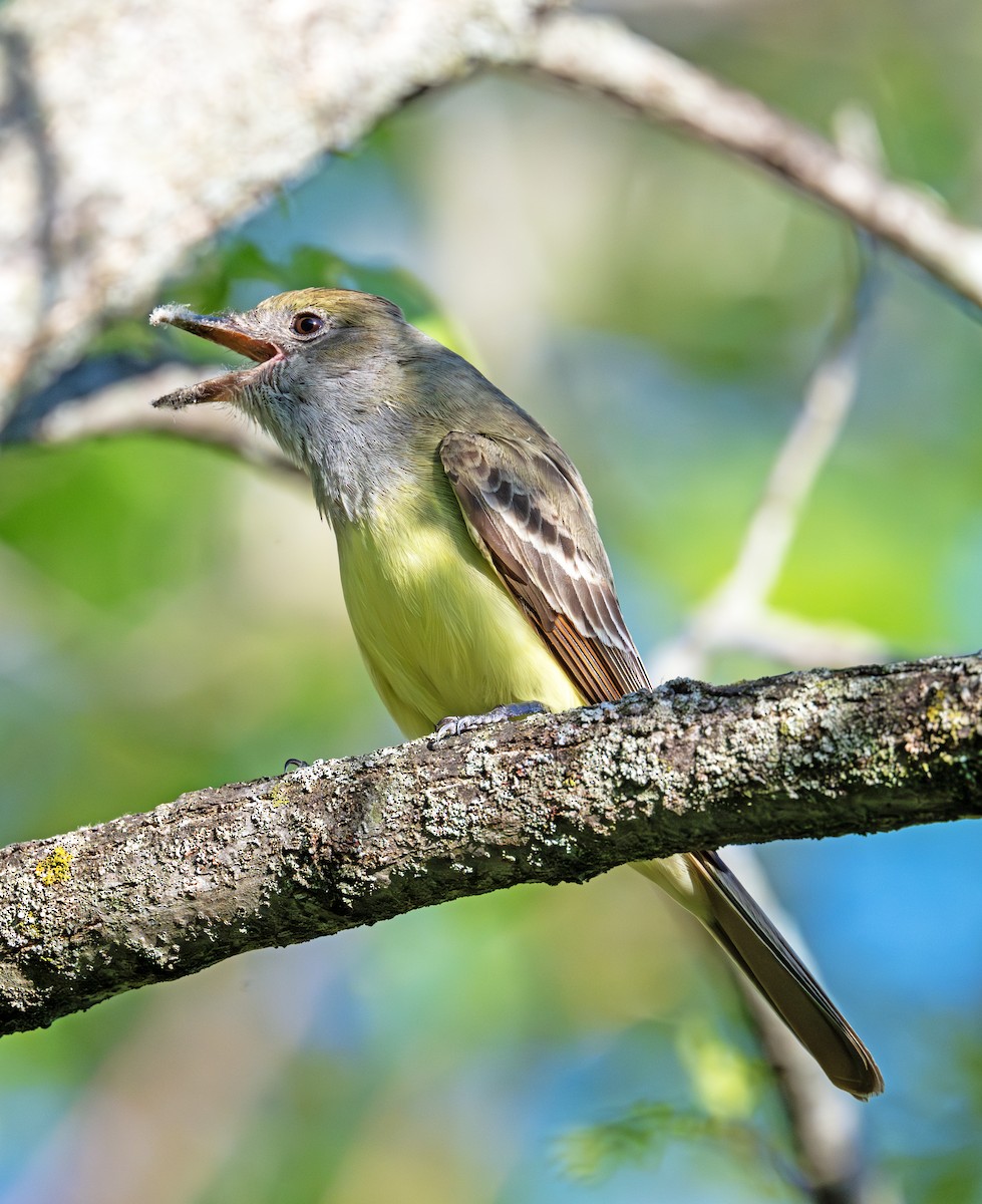 Great Crested Flycatcher - ML619595436