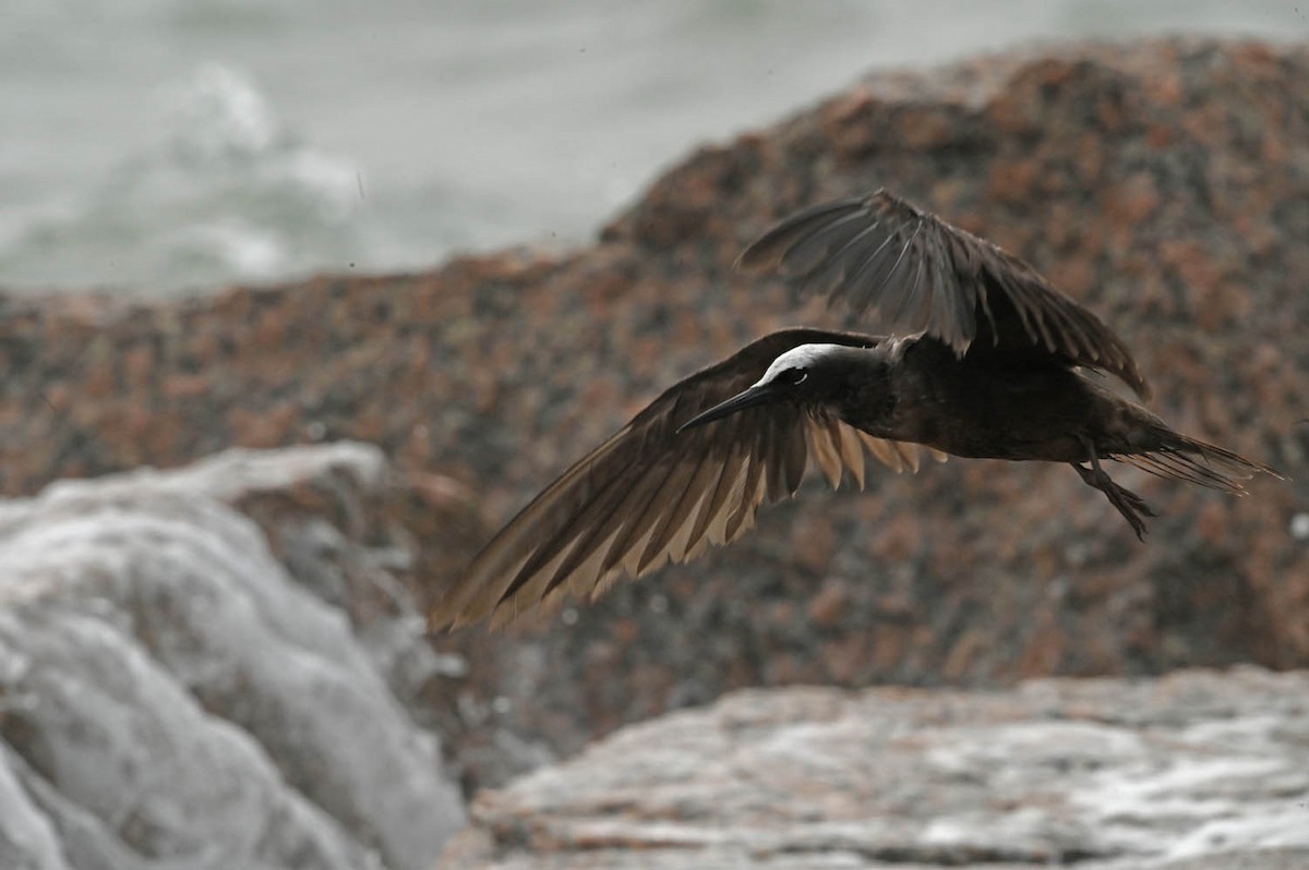 Black Noddy - Marla Hibbitts