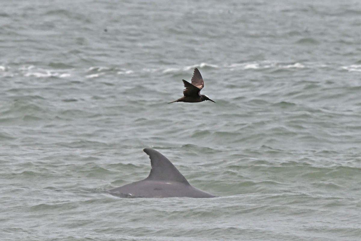 Black Noddy - Marla Hibbitts