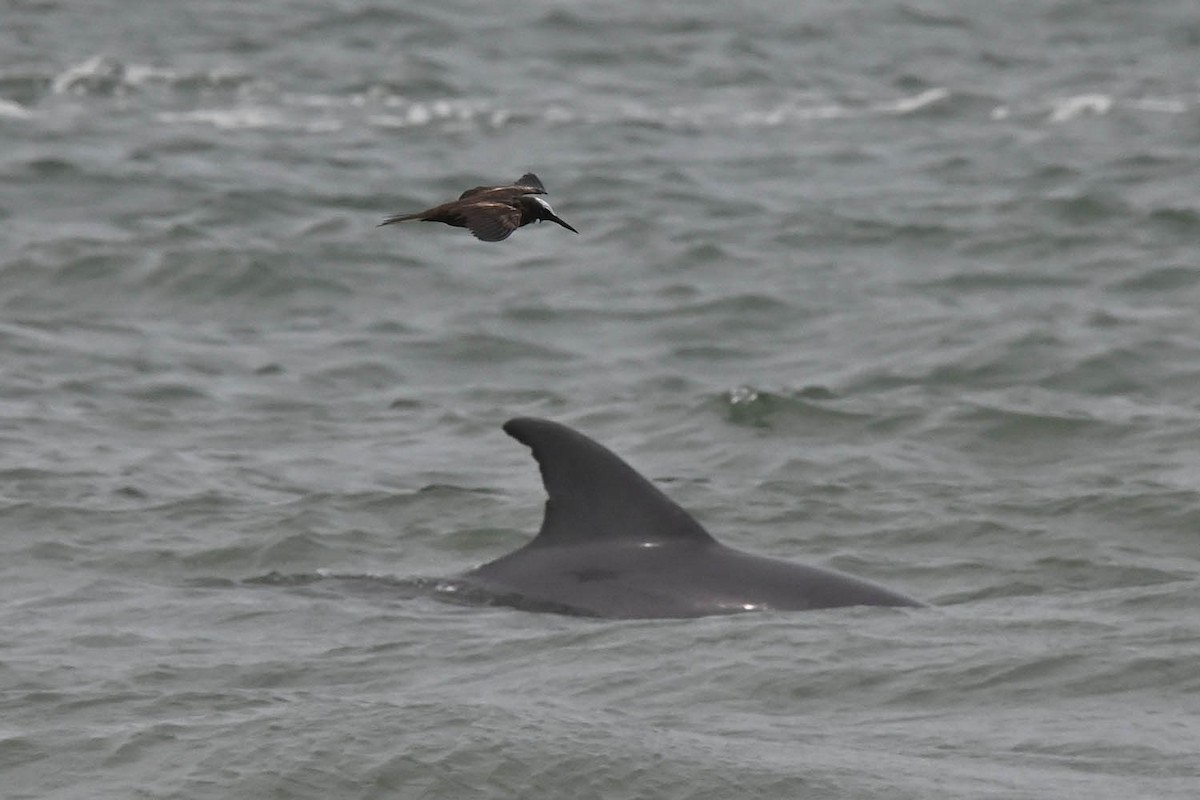 Black Noddy - Marla Hibbitts